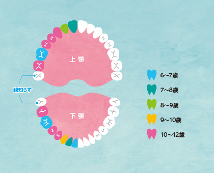 プレオルソのお手入れ方法